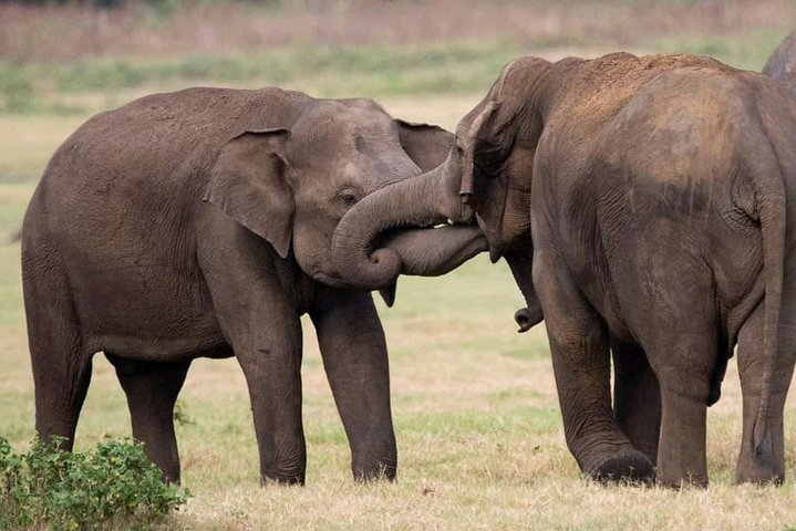 Udawalawe Safari Full day 12 HOURS (PRIVATE TOURS) with Lunch - Photo 1 of 4